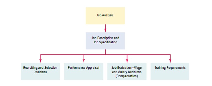 explain the purpose of job analysis